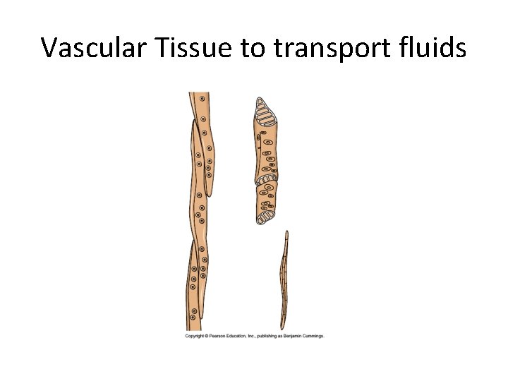 Vascular Tissue to transport fluids 