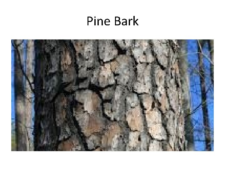 Pine Bark 
