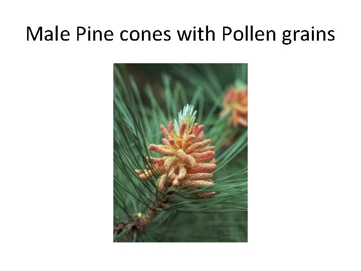 Male Pine cones with Pollen grains 