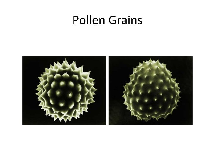 Pollen Grains 