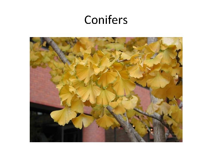 Conifers 