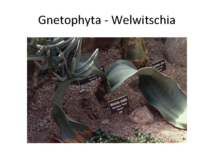 Gnetophyta - Welwitschia 