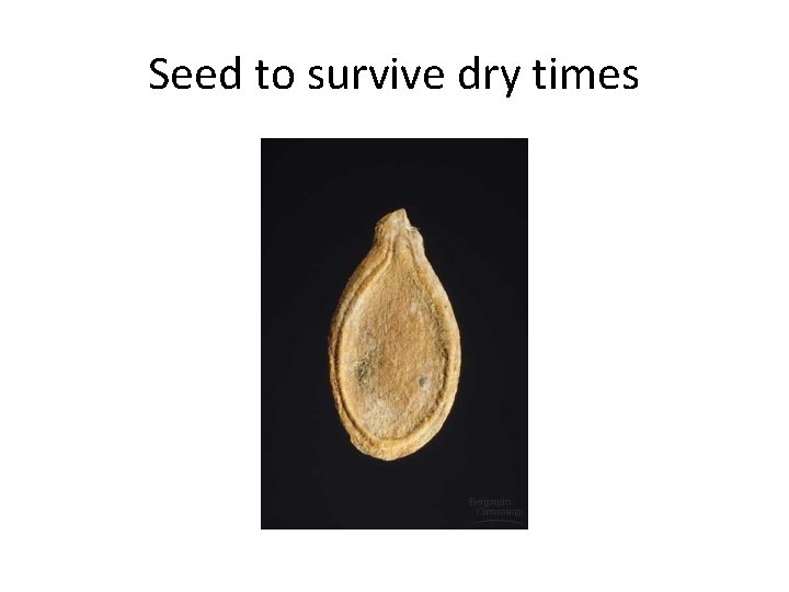 Seed to survive dry times 