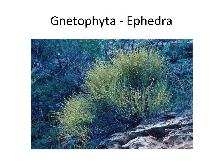 Gnetophyta - Ephedra 
