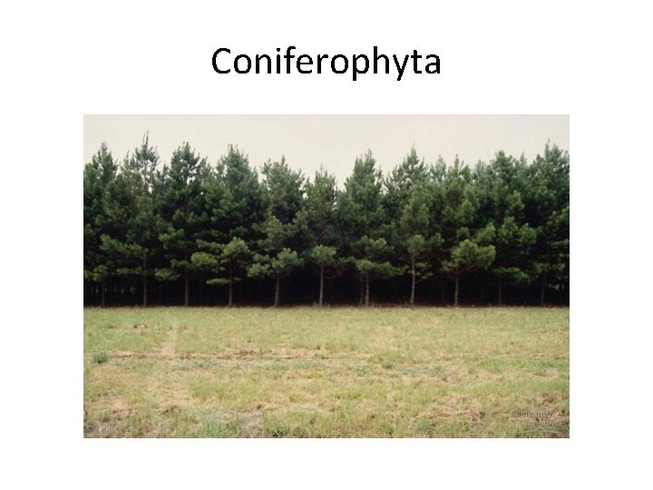 Coniferophyta 