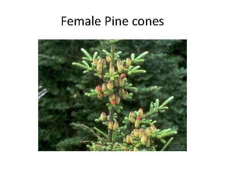 Female Pine cones 
