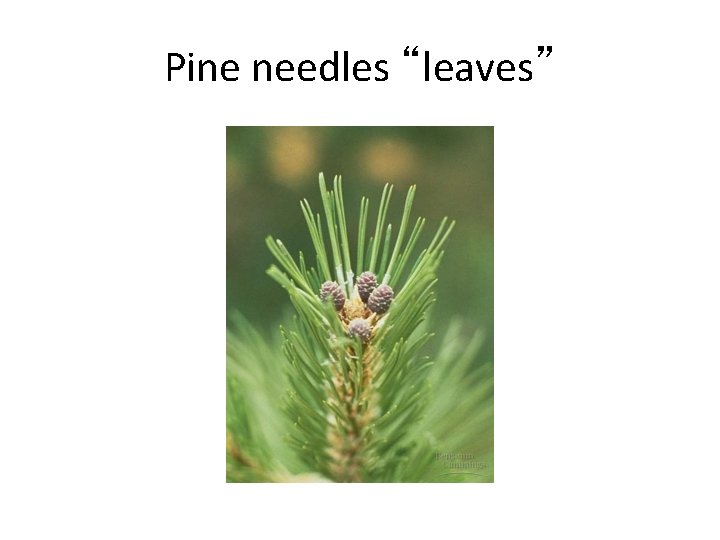 Pine needles “leaves” 