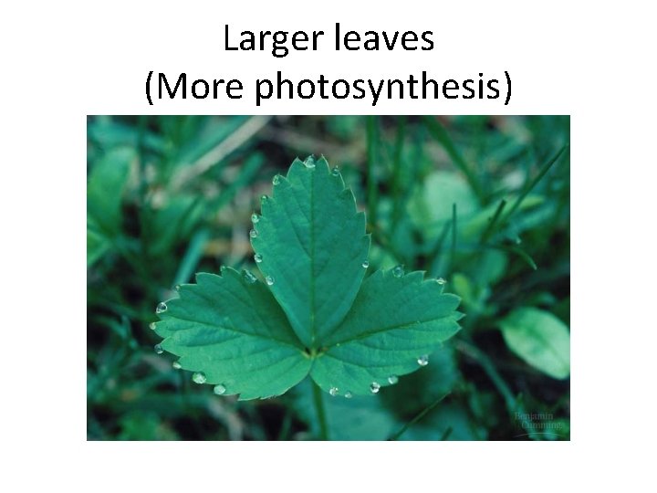 Larger leaves (More photosynthesis) 