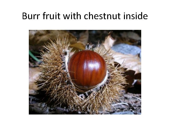 Burr fruit with chestnut inside 