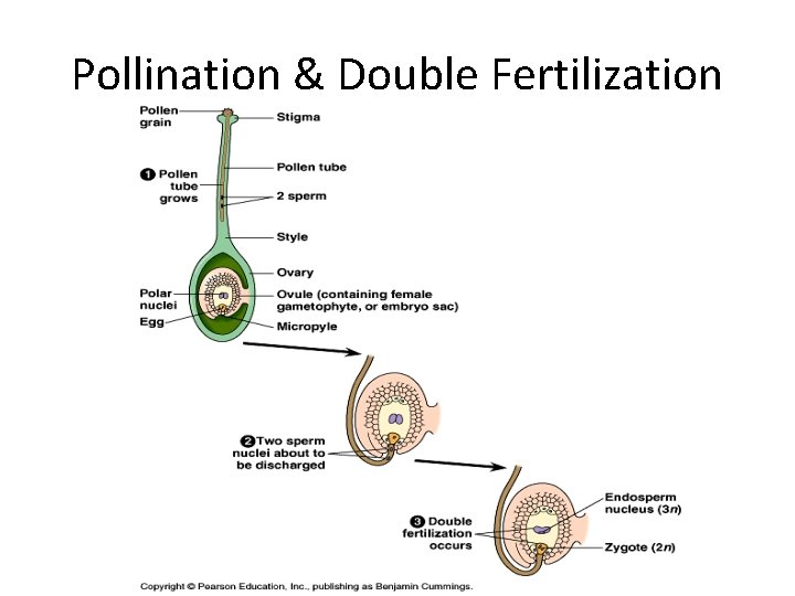 Pollination & Double Fertilization 
