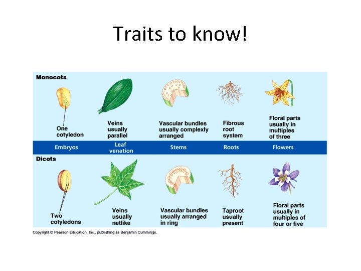 Traits to know! 