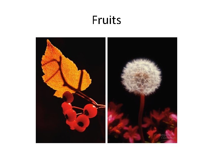 Fruits 