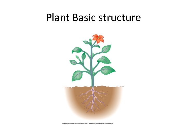 Plant Basic structure 
