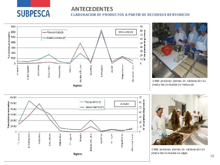 ANTECEDENTES ELABORACION DE PRODUCTOS A PARTIR DE RECURSOS BENTONICOS MOLUSCOS 2. 000 personas plantas