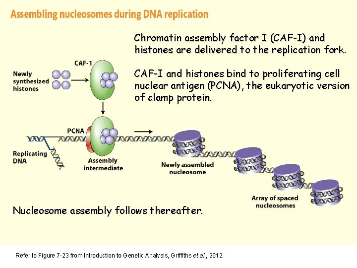 Chromatin assembly factor I (CAF-I) and histones are delivered to the replication fork. CAF-I
