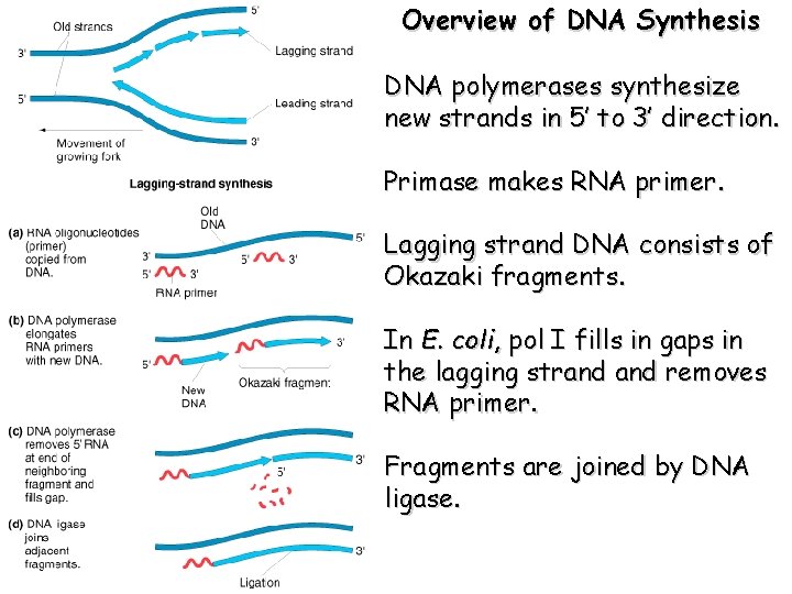 Overview of DNA Synthesis DNA polymerases synthesize new strands in 5’ to 3’ direction.