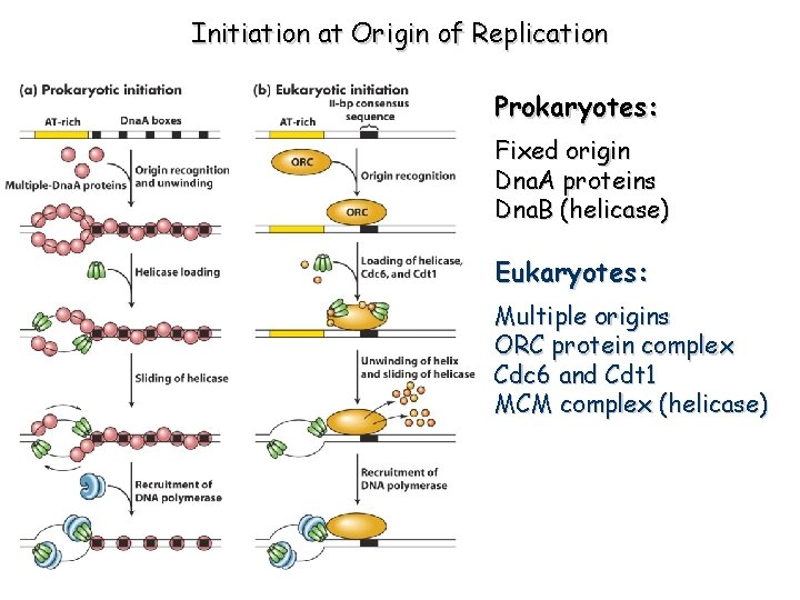 Initiation at Origin of Replication Prokaryotes: Fixed origin Dna. A proteins Dna. B (helicase)