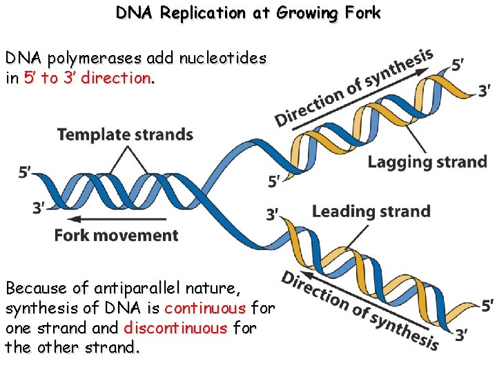 DNA Replication at Growing Fork DNA polymerases add nucleotides in 5’ to 3’ direction.