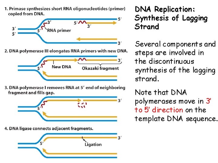 DNA Replication: Synthesis of Lagging Strand Several components and steps are involved in the