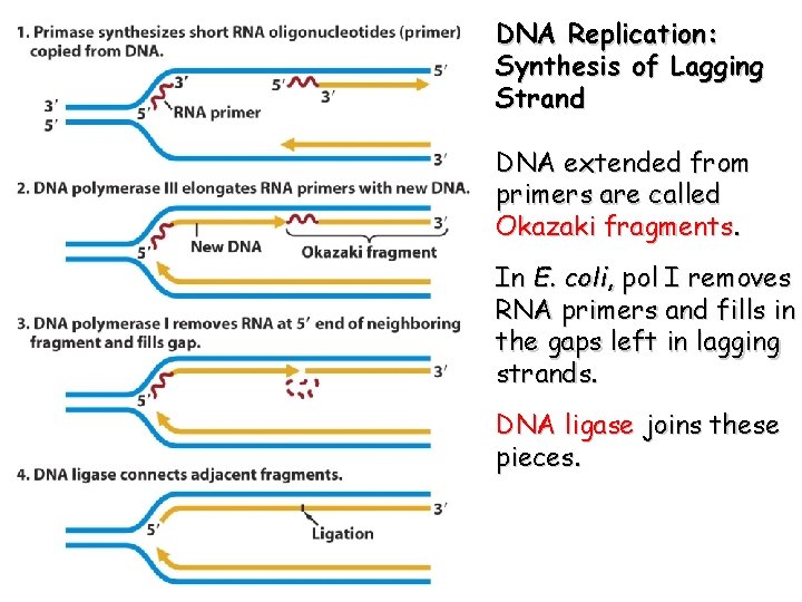 DNA Replication: Synthesis of Lagging Strand DNA extended from primers are called Okazaki fragments.