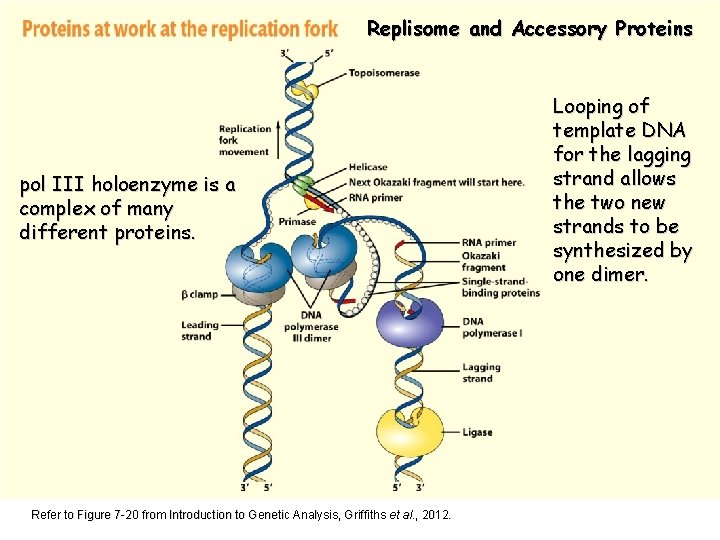 Replisome and Accessory Proteins pol III holoenzyme is a complex of many different proteins.