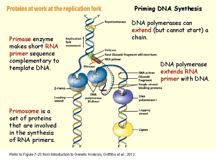 Priming DNA Synthesis Primase enzyme makes short RNA primer sequence complementary to template DNA