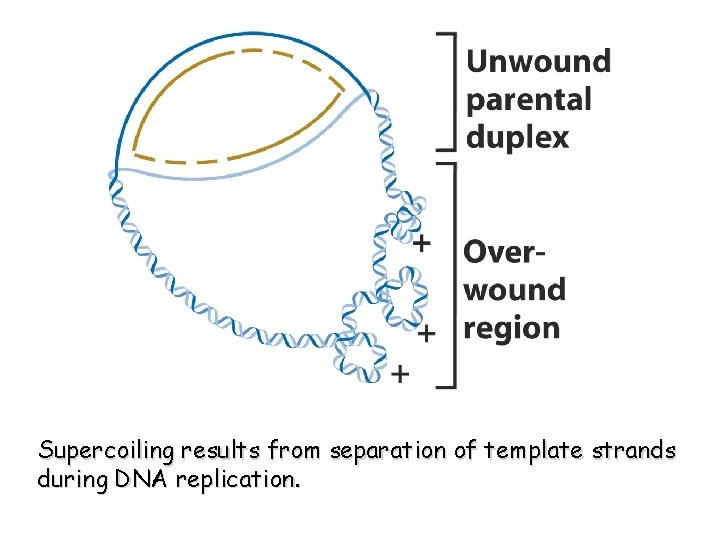 Supercoiling results from separation of template strands during DNA replication. 