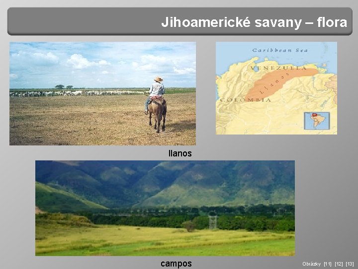 Jihoamerické savany – flora llanos campos Obrázky [11] [12] [13] 