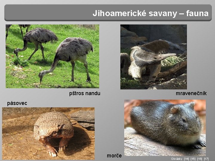 Jihoamerické savany – fauna pštros nandu mravenečník pásovec http: // morče Obrázky [14] [15]