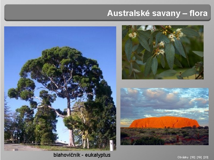 Australské savany – flora blahovičník - eukalyptus Obrázky [18] [19] [20] 
