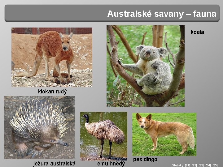 Australské savany – fauna koala klokan rudý ježura australská emu hnědý pes dingo Obrázky