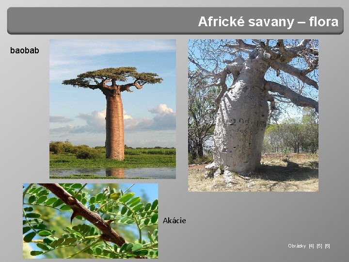 Africké savany – flora baobab Akácie Obrázky [4] [5] [6] 