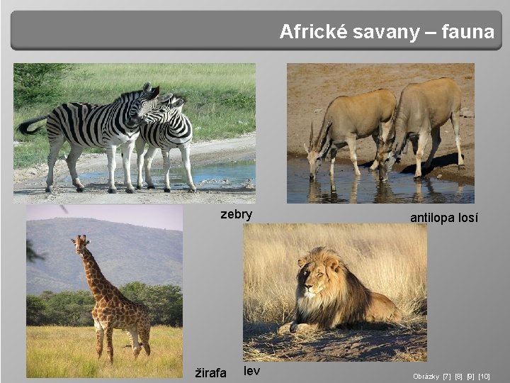 Africké savany – fauna zebry žirafa lev antilopa losí Obrázky [7] [8] [9] [10]