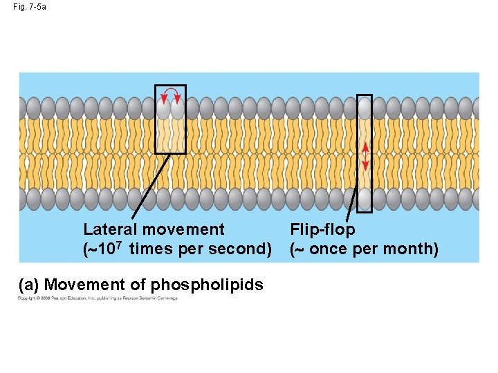 Fig. 7 -5 a Lateral movement ( 107 times per second) (a) Movement of