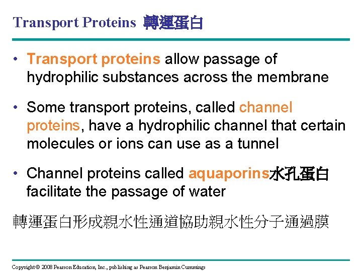 Transport Proteins 轉運蛋白 • Transport proteins allow passage of hydrophilic substances across the membrane