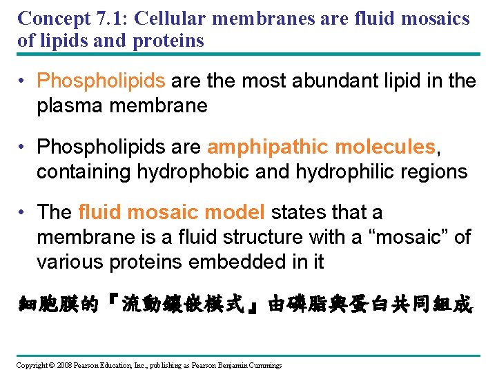 Concept 7. 1: Cellular membranes are fluid mosaics of lipids and proteins • Phospholipids