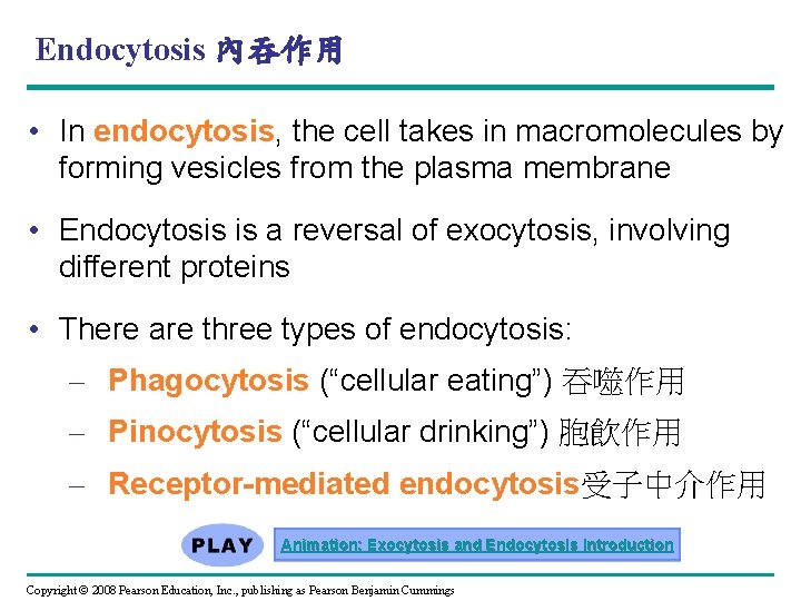 Endocytosis 內吞作用 • In endocytosis, the cell takes in macromolecules by forming vesicles from
