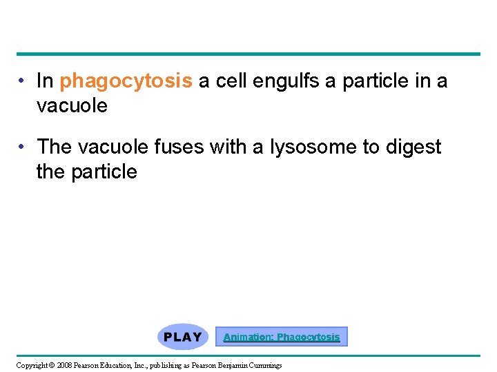  • In phagocytosis a cell engulfs a particle in a vacuole • The
