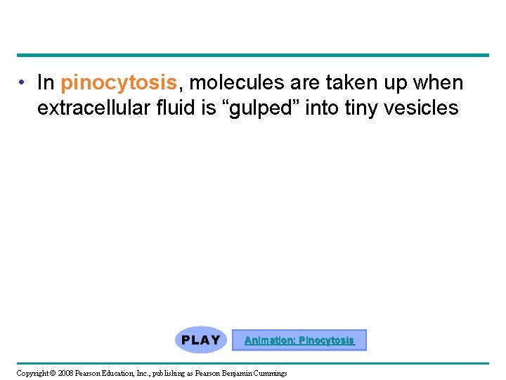  • In pinocytosis, molecules are taken up when extracellular fluid is “gulped” into