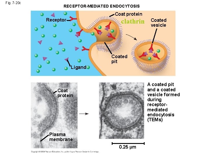 Fig. 7 -20 c RECEPTOR-MEDIATED ENDOCYTOSIS Coat protein clathrin Receptor Coated vesicle Coated pit
