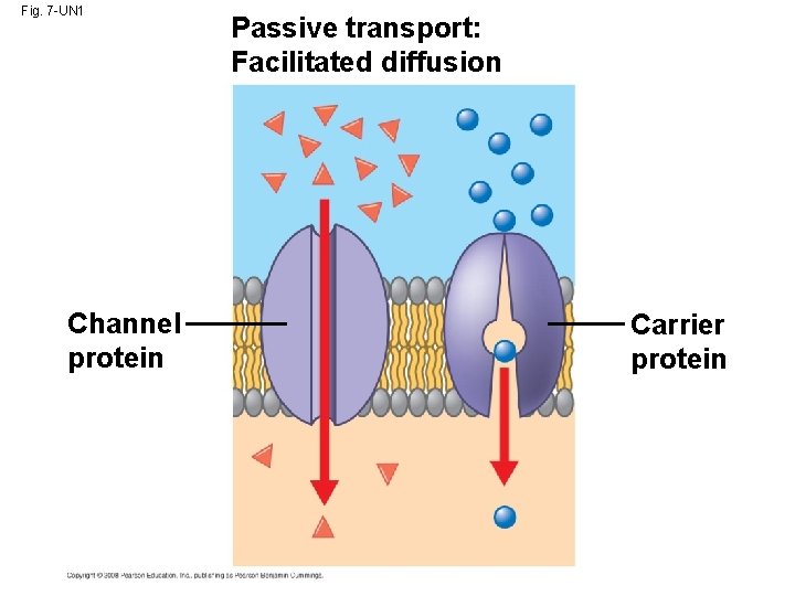 Fig. 7 -UN 1 Channel protein Passive transport: Facilitated diffusion Carrier protein 