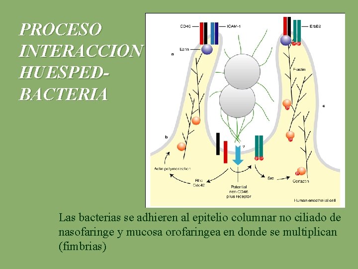 PROCESO INTERACCION HUESPEDBACTERIA Las bacterias se adhieren al epitelio columnar no ciliado de nasofaringe