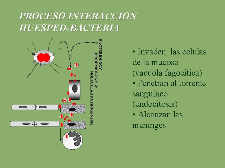 PROCESO INTERACCION HUESPED-BACTERIA • Invaden las celulas de la mucosa (vacuola fagocitica) • Penetran