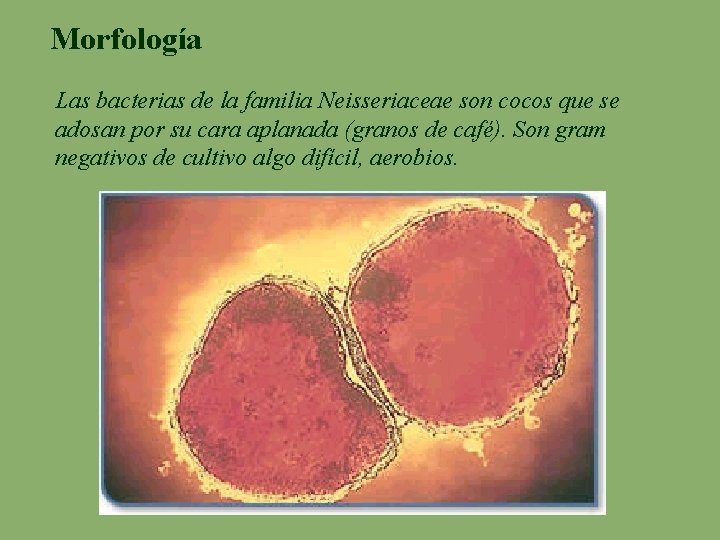 Morfología Las bacterias de la familia Neisseriaceae son cocos que se adosan por su