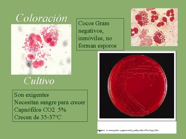 Coloración Cocos Gram negativos, inmóviles, no forman esporos Cultivo Son exigentes Necesitan sangre para