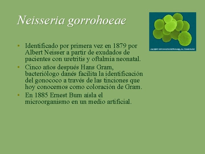 Neisseria gorrohoeae • Identificado por primera vez en 1879 por Albert Neisser a partir