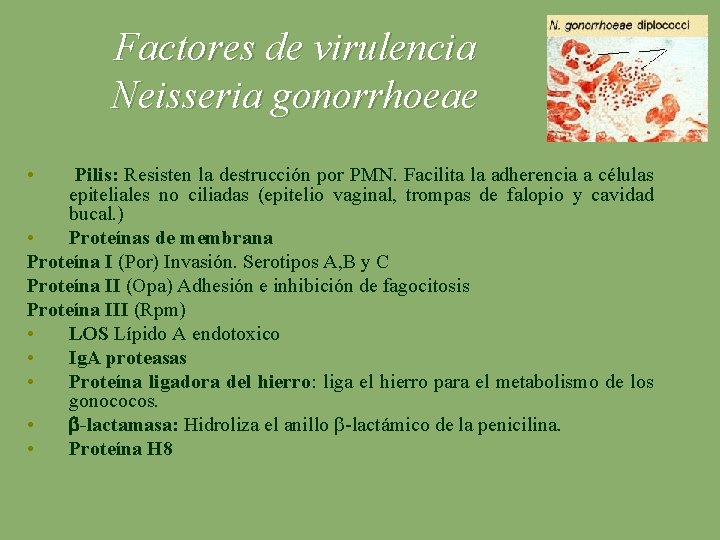 Factores de virulencia Neisseria gonorrhoeae • Pilis: Resisten la destrucción por PMN. Facilita la