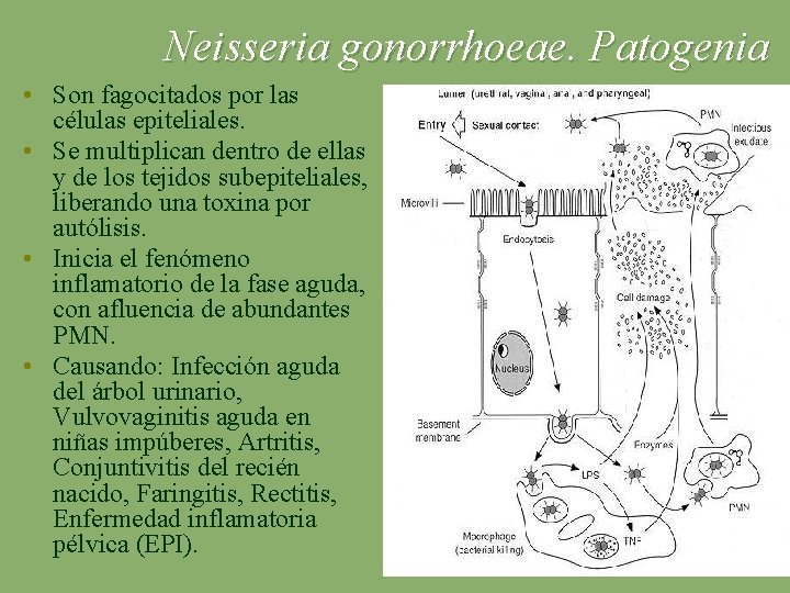Neisseria gonorrhoeae. Patogenia • Son fagocitados por las células epiteliales. • Se multiplican dentro