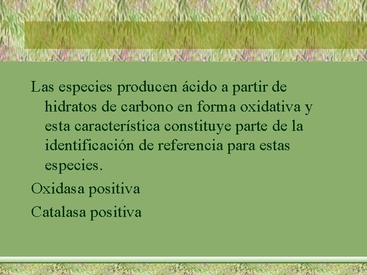 Las especies producen ácido a partir de hidratos de carbono en forma oxidativa y