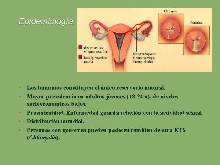 Epidemiología • Los humanos constituyen el único reservorio natural. • Mayor prevalencia en adultos